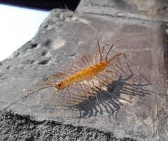 Scutigera coleoptrata