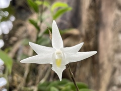 Dendrobium crumenatum