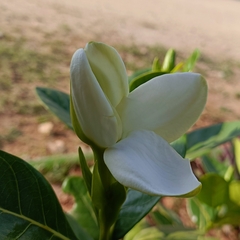 Gardenia jasminoides