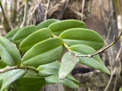 Dendrobium crumenatum