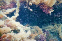 Notolabrus parilus