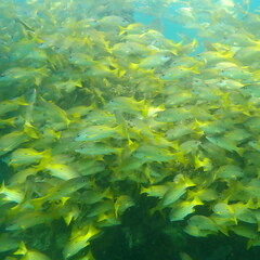 Lutjanus fulviflamma