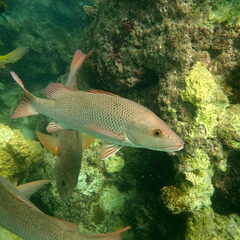 Lutjanus argentimaculatus