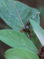 Indopadilla insularis