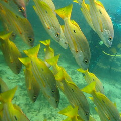 Lutjanus fulviflamma