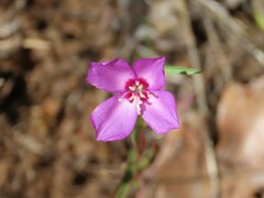 Clarkia lassenensis
