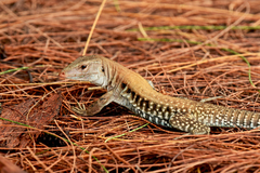 Pholidoscelis exsul