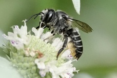 Litomegachile