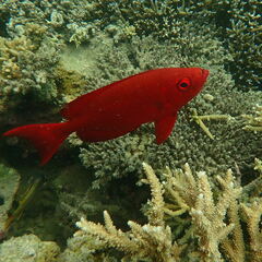 Priacanthus hamrur
