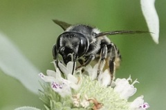 Litomegachile