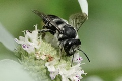 Litomegachile