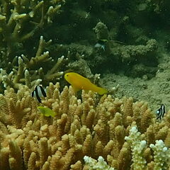 Gobiodon okinawae