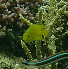 Pomacentrus moluccensis