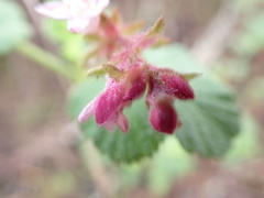 Ribes malvaceum
