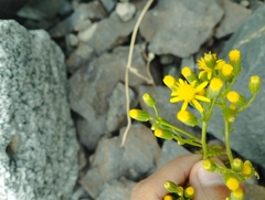 Senecio microphyllus