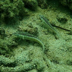 Parapercis australis