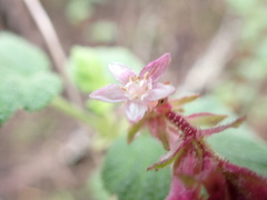 Ribes malvaceum
