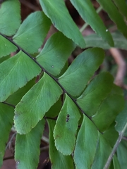 Adiantum latifolium