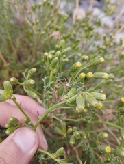 Senecio microphyllus