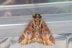 Ercheia cyllaria