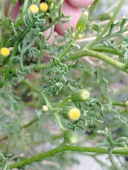 Senecio microphyllus
