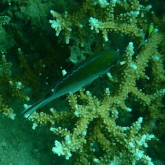 Chromis fumea