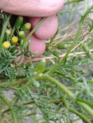 Senecio microphyllus