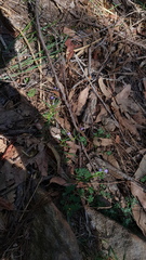 Violaceae