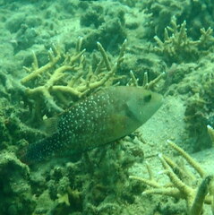 Cheilinus chlorourus