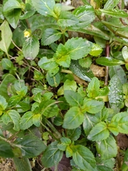 Erythranthe nepalensis