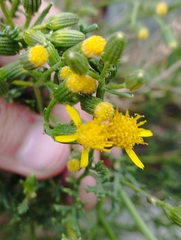 Senecio microphyllus