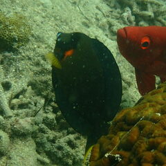 Acanthurus pyroferus
