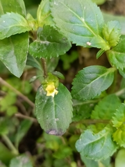 Erythranthe nepalensis