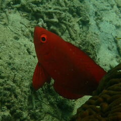 Priacanthus hamrur
