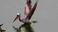 Pelecanus