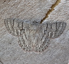 Crypsiphona
