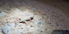Gekko swinhonis