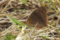 Junonia zonalis