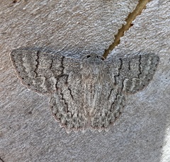 Crypsiphona