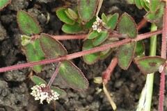 Euphorbia lasiocarpa