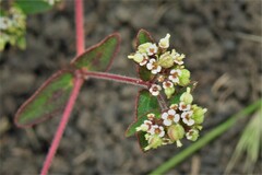 Euphorbia lasiocarpa