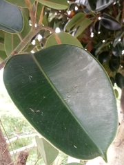Ficus elastica