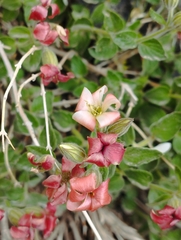 Viviania marifolia