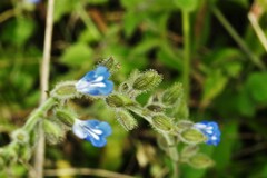 Salvia misella