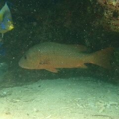 Lutjanus argentimaculatus