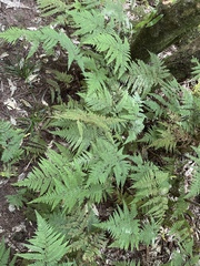 Parapolystichum microsorum