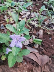 Ruellia prostrata