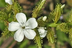 Plumbago