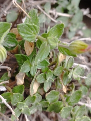 Viviania marifolia