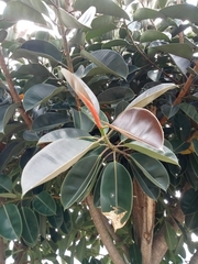 Ficus elastica